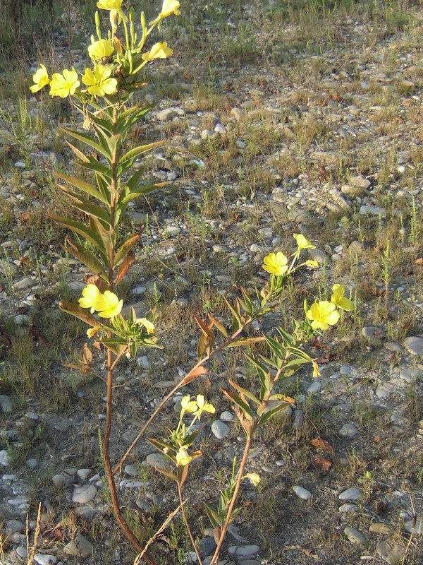 Vegetazione glareicola